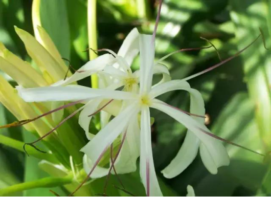 水仙花风信子有毒吗，水仙花风信子有毒吗能吃吗（避开这几种克星）