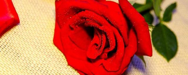 同事生日送什么花，女性同事过生日送什么花好（象征着对美好前程的祝福）