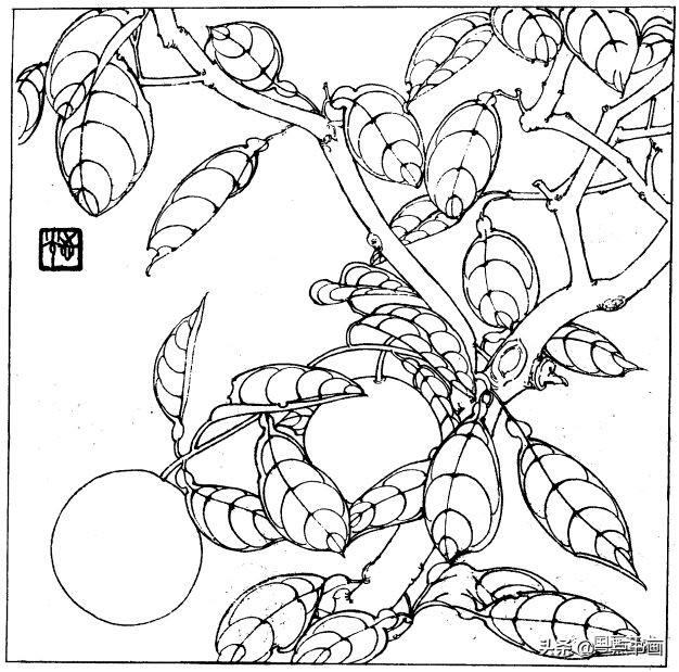 简笔画报花名：手绘铅笔画“白杜鹃花”画法，简笔画报花名（百花苑——白描百花分享<一>）
