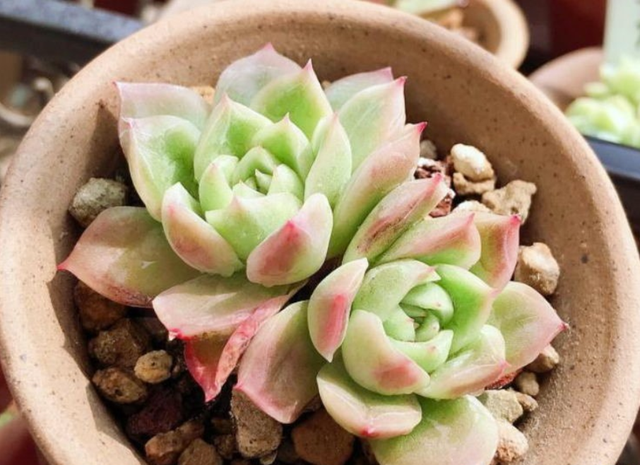 queen♛微信昵称（女王）网名，queen♛微信昵称（女王）微信昵称（多肉界的七大“女王”）