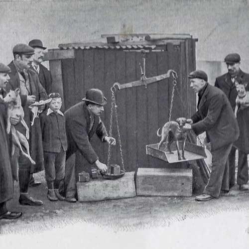 惠比特犬，惠比特犬<Whippet>（惠比特犬一只多少钱）