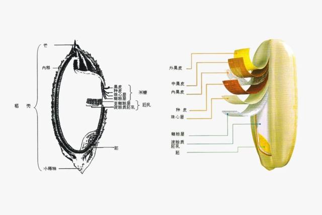 五谷杂粮中红米指的是什么，红米属于杂粮（都叫主食，原来这么多不一样）