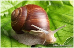 世界上最大的蜗牛，世界上最可怕的10种蜗牛（世界上最大的蜗牛是非洲大蜗牛）