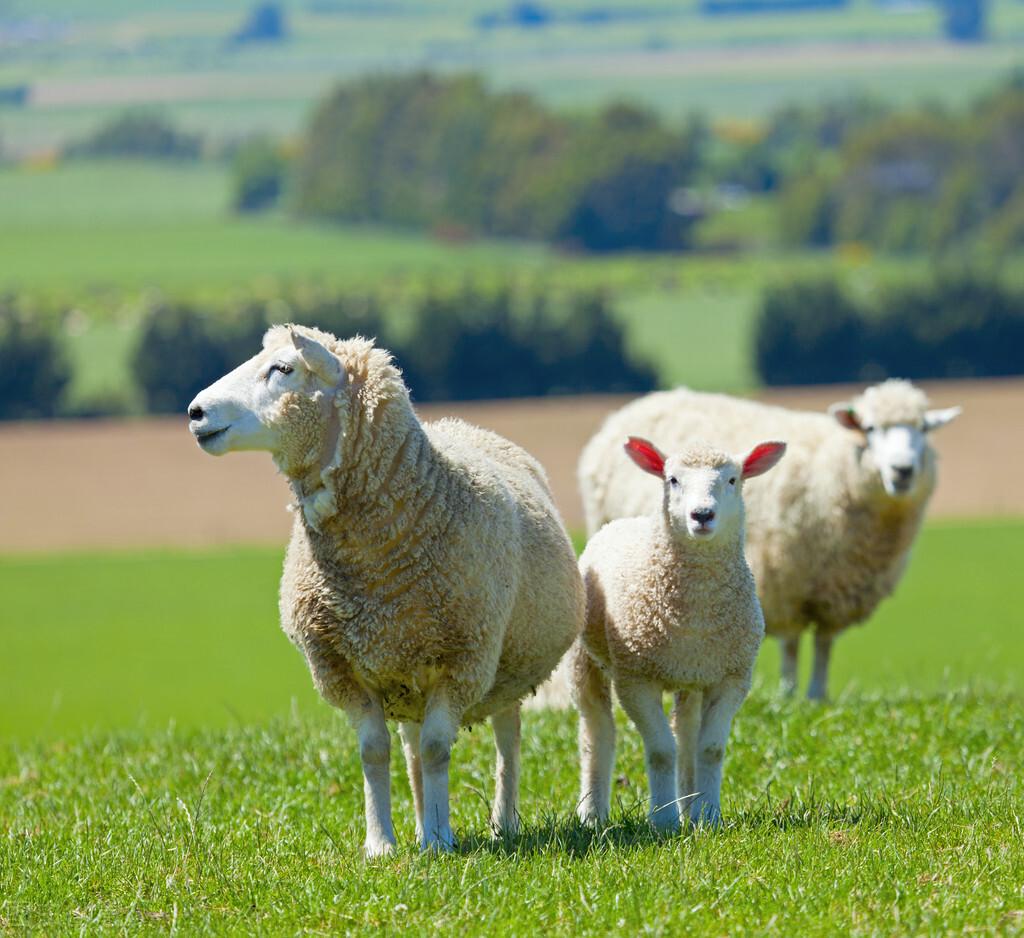 羊品种大全及图片及名称介绍，全国167个羊品种类