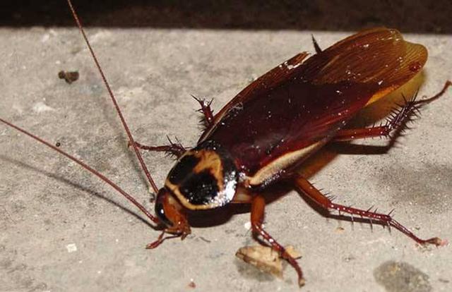 家里有蟑螂怎么办，学佛人家里有蟑螂怎么办（家里有蟑螂不是好事）