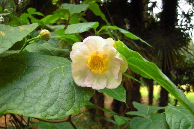 夏腊梅，美国夏腊梅，这种国家珍稀花正是结果期（美国夏腊梅什么价格）