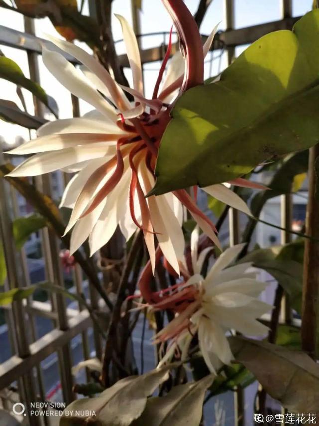 如何自制氮肥，自制氮肥怎么做（氮磷钾肥别买了）