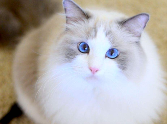 猫品种大全及图片，猫有哪些种类（养猫“首选”这7种品种）