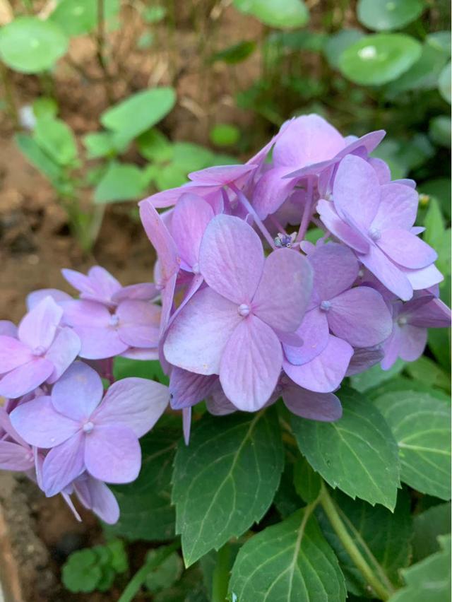 绣球花怎么修剪，锈球花如何修剪最好（买回来的绣球花不要着急修剪）