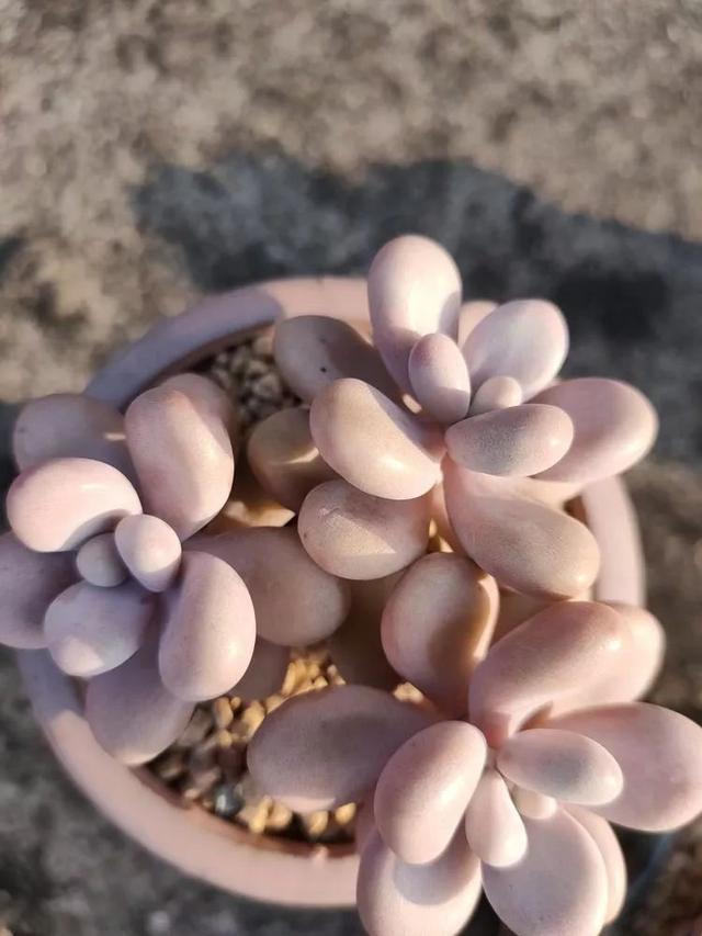 红唇多肉如何养，红唇多肉怎么养出多头（阳台党一样可以养出漂亮的多肉）