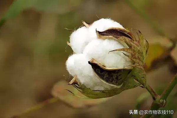 大豆是什么农作物，大豆是什么农作物的种子（2018年五大粮食作物价格变化大）