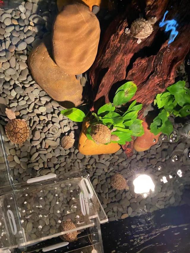 鱼缸底部铺什么好，鱼缸底部铺卵石养什么鱼（如何挑选一个合适自己的鱼缸）