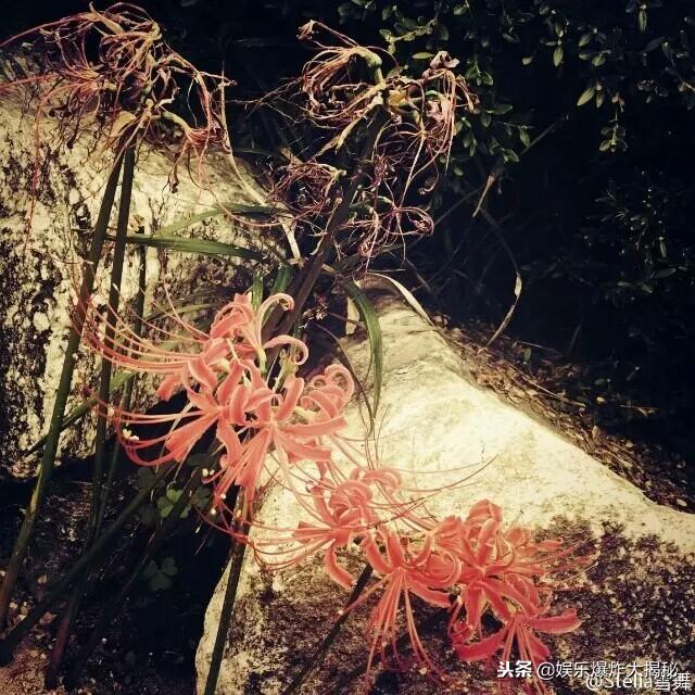 曼珠沙华的英文名，彼岸花的英文（曼珠沙华为何叫彼岸花）
