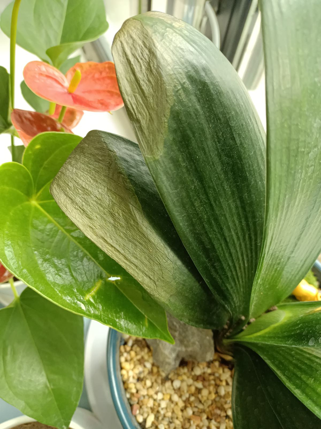 冬天开的花有哪些，冬天开的花有哪些20种...（1种花是冬季“爆品”）