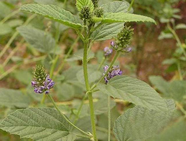 破故纸别名，有谁知道为什么补骨脂又叫破故纸？感觉完全不搭边（补骨脂常生长于山坡、溪边、田边）