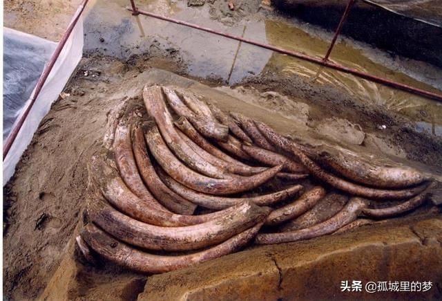 象牙有什么作用呢，象牙起到什么作用（“三星堆”遗址中）