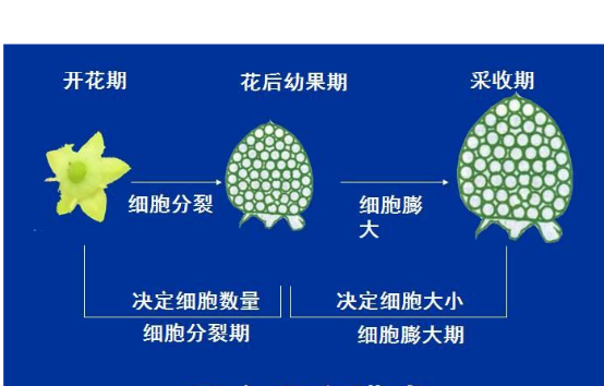 象牙芒果怎么样才是成熟，象牙芒果怎么看熟不熟（芒果保果拉长问题及解决方案）