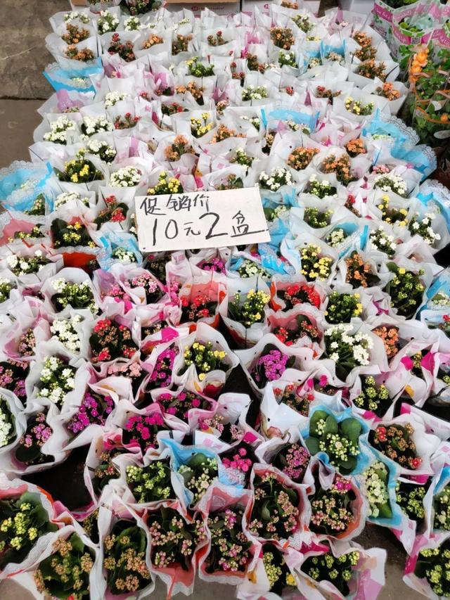 荷花最好看的品种是什么，这花最好看、最好养