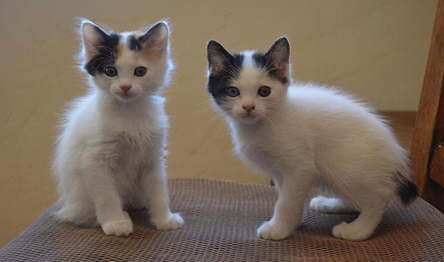 猫的所有种类，猫的所有种类及图片（30种知名的猫咪，你都认识吗）