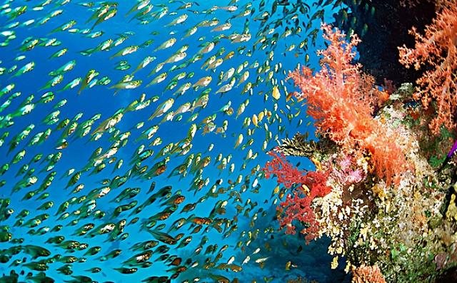 死海和红海哪个盐度高 死海与红海哪一个盐度更高，死海和红海哪个盐度高（竟还是三大潜水圣地之一）