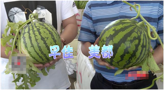 甘美4k西瓜产地哪里，云南甘美4k西瓜好吃吗（市场上哪种西瓜口感是很TOP的）