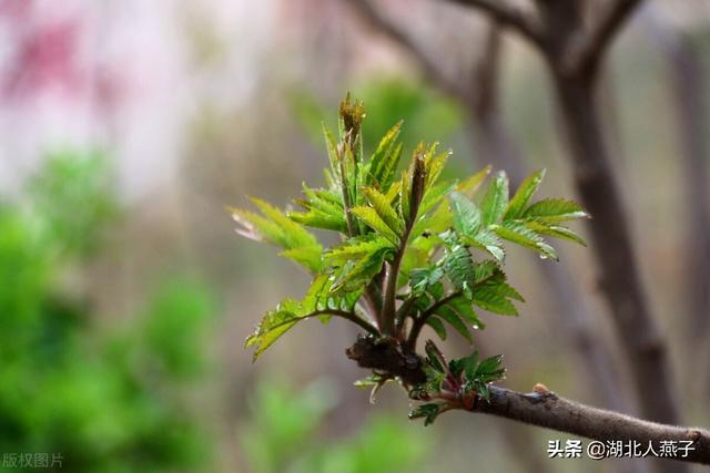野菜种类有什么，野菜的种类和图片大全（你想要的野菜这里都有）