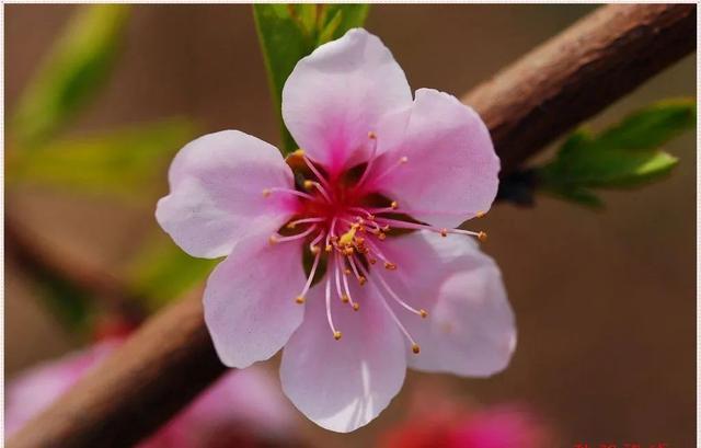 关于桃花最出名的诗句，关于桃花最出名的诗句有哪些（86句关于桃花的唯美诗句）
