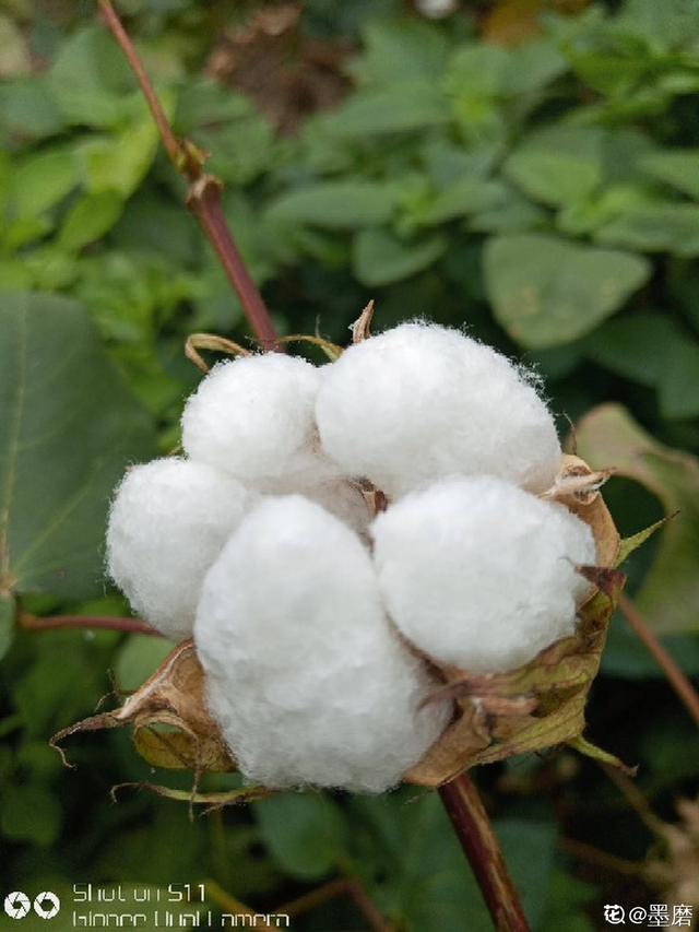 棉花是什么植物，棉花是果实还是花（咱们的棉花可是顶尖）