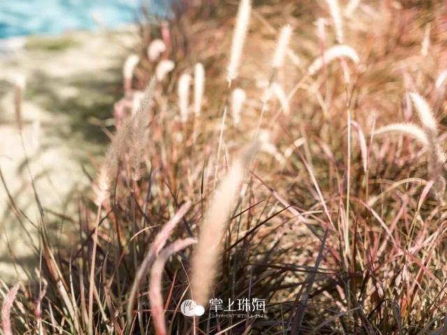 珠海白沙滩在哪里，珠海白沙湾沙滩（珠海新晋网红白沙滩免费开放）