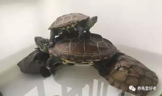 草龟干养还是水养好，草龟干养还是水养好怎么分公母（有几个注意点还是要留意的）