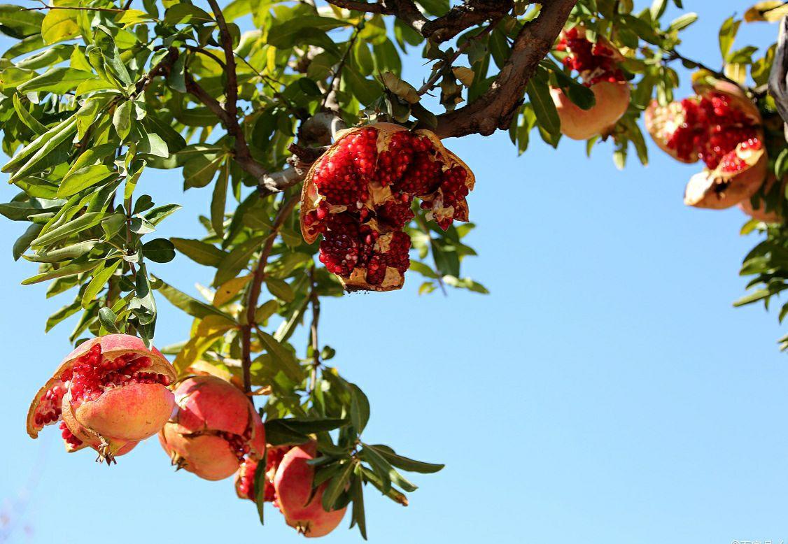 石榴树怎样剪枝,石榴树的剪枝方法(掌握4点方法,株型