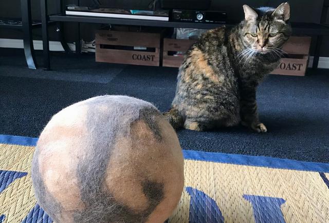 猫咪干呕怎么回事，猫干呕是怎么回事（猫咪呕吐是怎么回事）