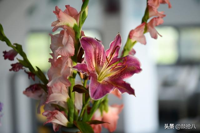 百合几月份开花，百合花什么时候开花（盛开在初夏的橙色花园）