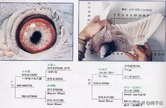 詹森系最好的种鸽，詹森八大配对种鸽赏析<图>