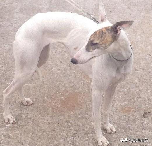 灵提犬（灵缇犬图片，是全世界公认奔跑速度最快的猎犬（灵缇犬的图片）
