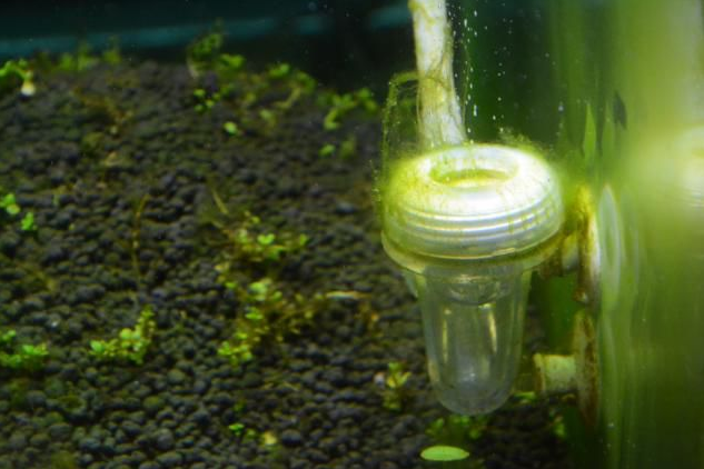 水族箱藻类有哪些，水族箱藻类有哪些图片（10分钟看懂10大水藻及去除方法）