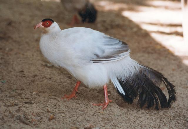 真正的土鸡，土鸡卖多少钱一斤（白马鸡、蓝马鸡、藏马鸡、褐马鸡）