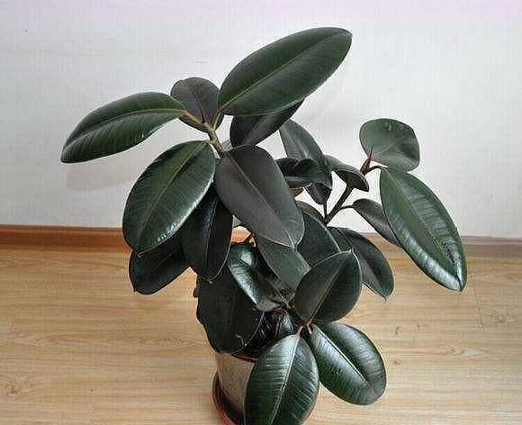 橡皮树的扦插方法，橡皮树的繁殖方法（橡皮树枝条扦插“小窍门”）