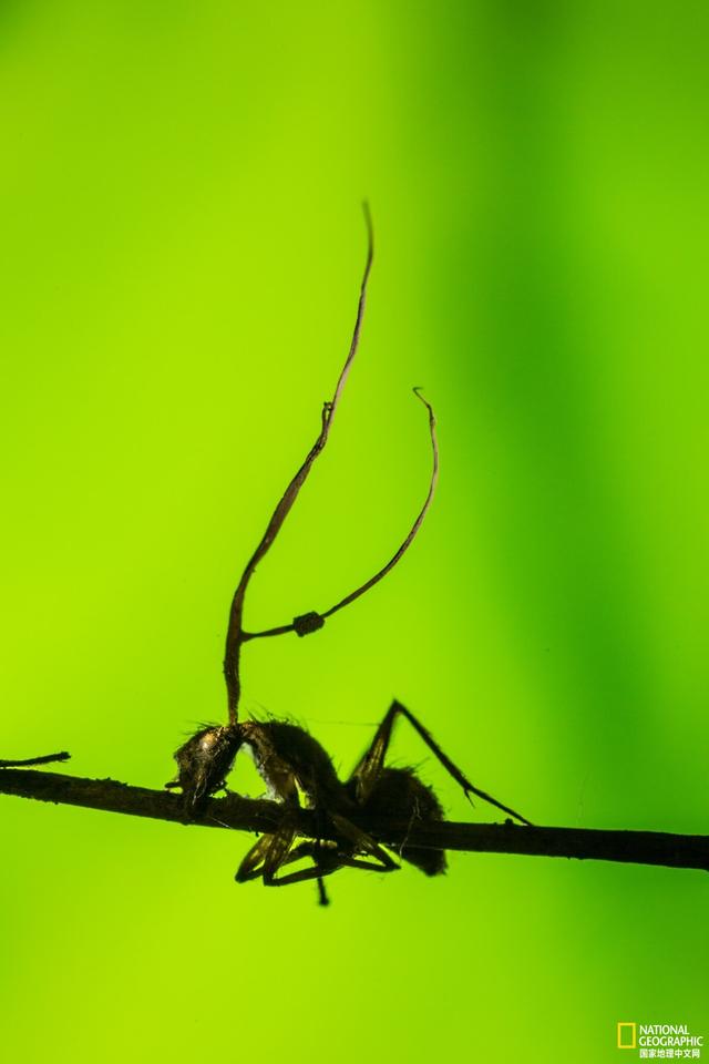 什么是寄生虫，寄生虫怎么治疗（寄生虫一定有害吗）