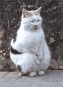 双卡双待是什么意思，iphone双卡双待什么意思（买5G手机不懂这个）