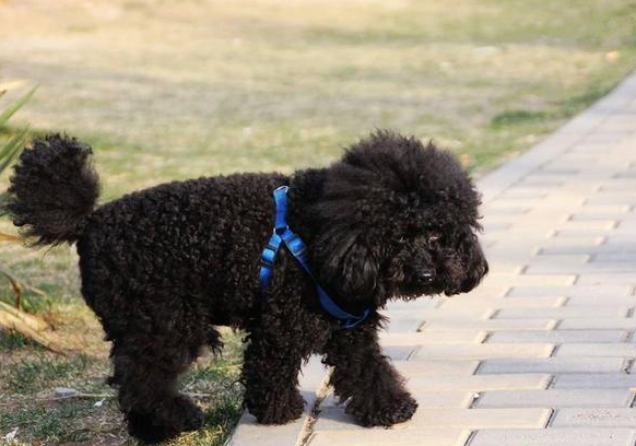 黑色贵宾犬(黑色贵宾犬图片欣赏)
