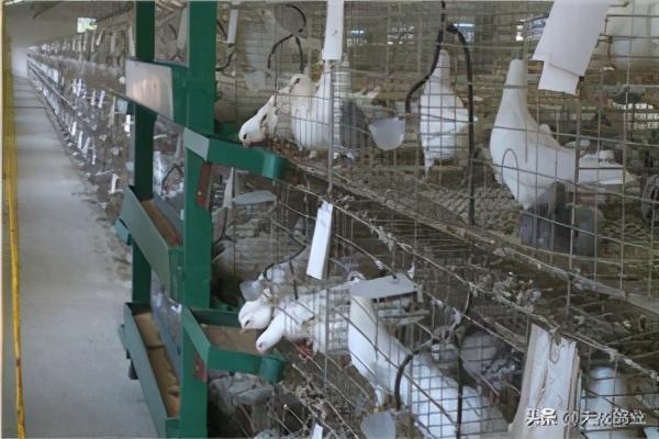 鸽子的养殖方法，鸽子的养殖方法和注意事项（新手养鸽子必看方法）