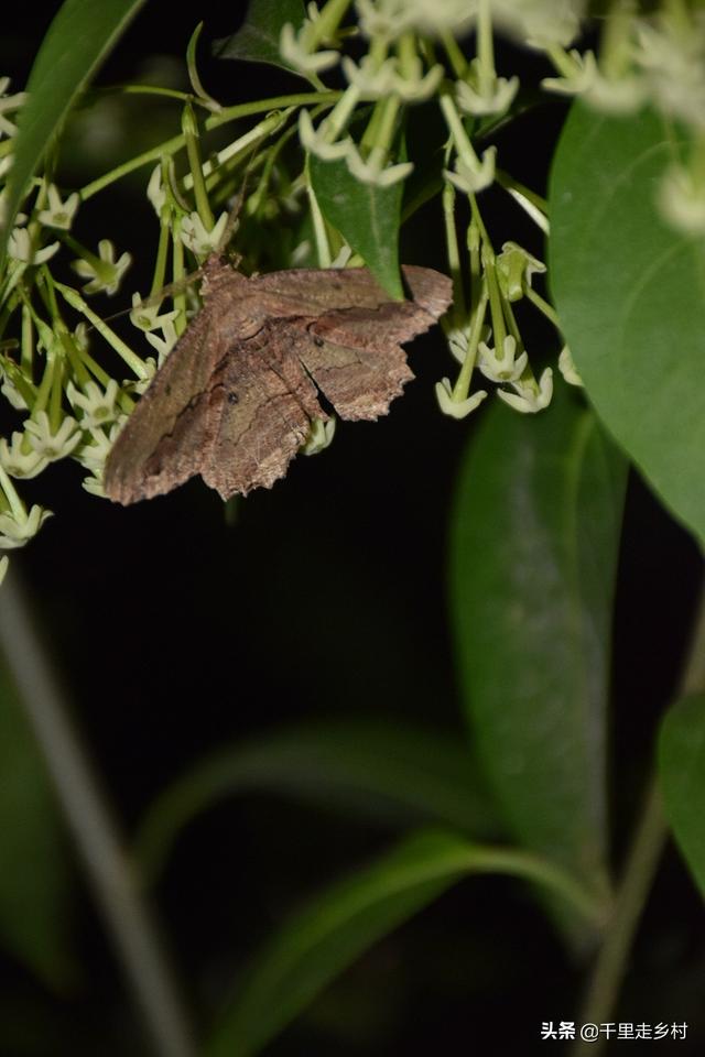 晚香玉,家庭养花技巧——晚香玉(晚香玉有毒吗?对人有害吗)