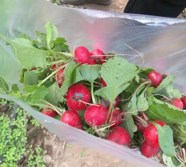 怎么种萝卜芽，萝卜发芽怎么种（春天种盆小萝卜）