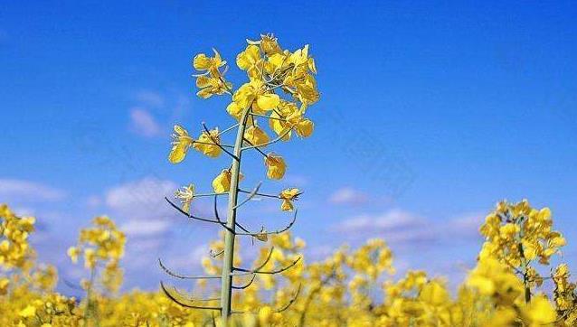 油菜花的花语是什么，油菜花的花语是什么祝福语（但是它的花语震撼人心）
