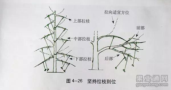 苹果树修剪技术，苹果树修剪技巧（苹果树“傻瓜式”修剪技术）