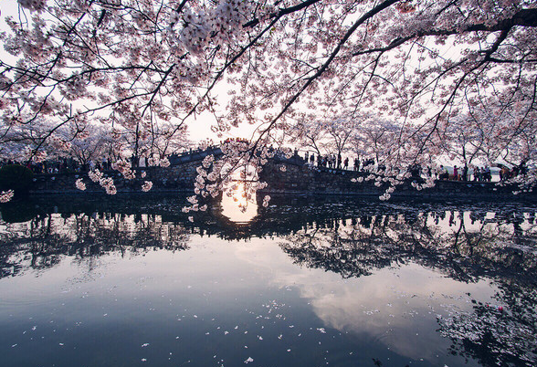 欲钱去树上找一找，欲钱去树上找一找是什么生肖（路过花瓣都能落头上）