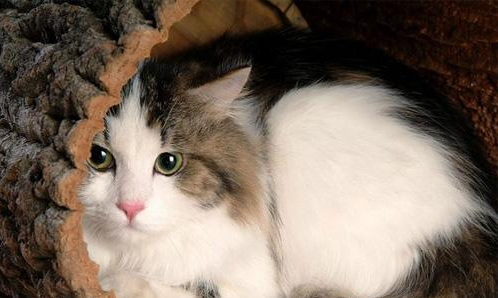 布偶猫哪个色最贵，布偶猫眼睛颜色等级（几种常见猫咪的市场价）