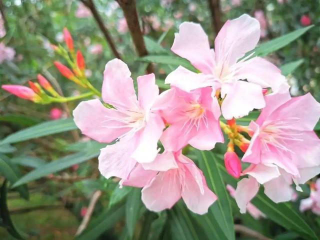 什么花是有毒的，什么花是有毒的图片（20种有毒花）