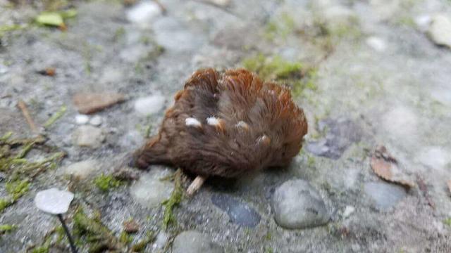 **毛虫是益虫还是害虫，毛毛虫是益虫还是害虫（满身毒刺若碰必中毒，痛入骨髓）